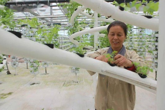 济宁市汶上县军屯乡：党建赋能奏响乡村“振兴曲”